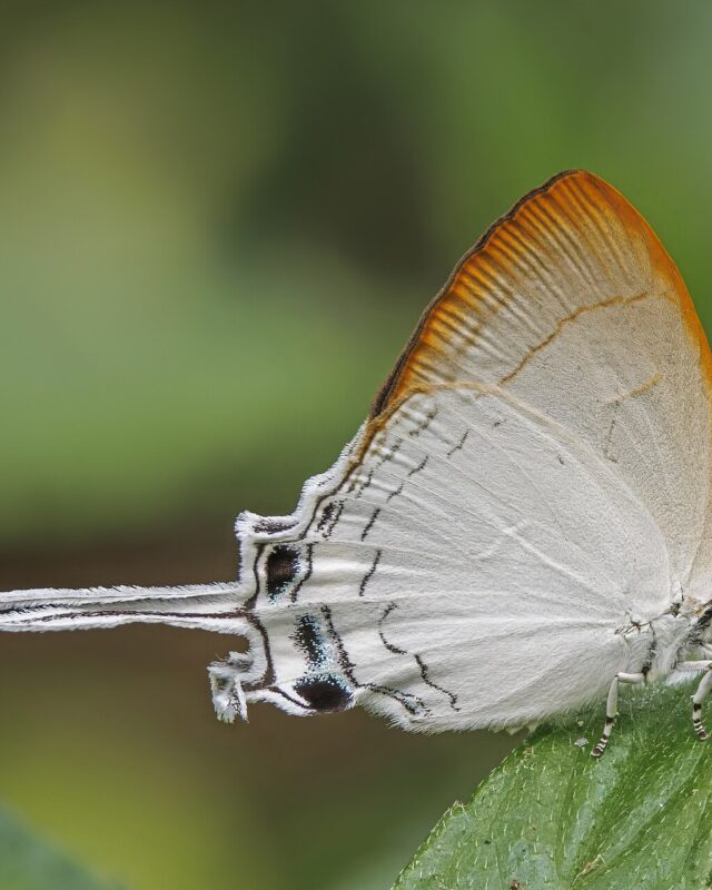 Common Imperial