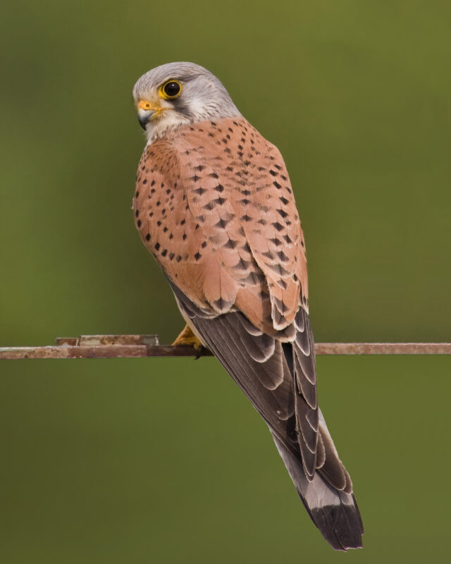 Eurasian Kestrel