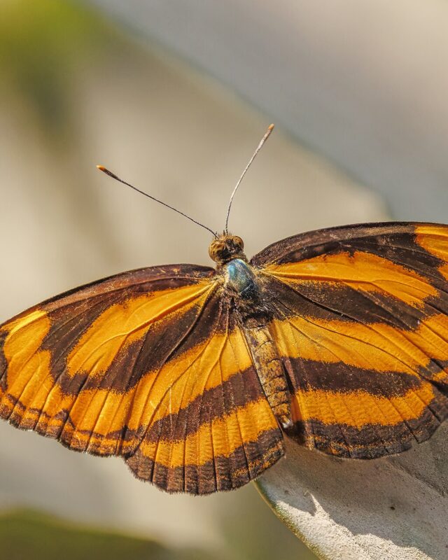 Common Lascar
