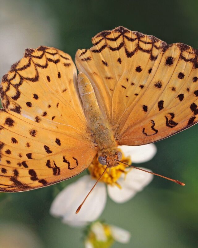 Common Leopard