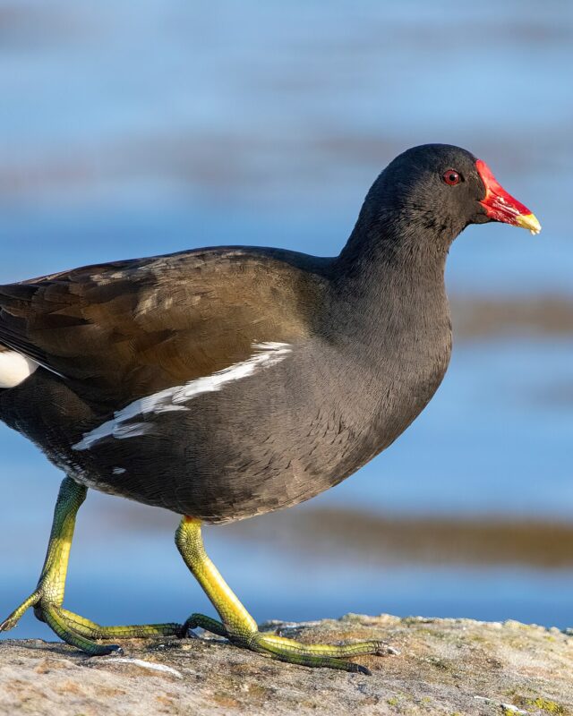 Common Moorhen
