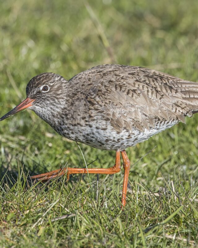 Common Redshank