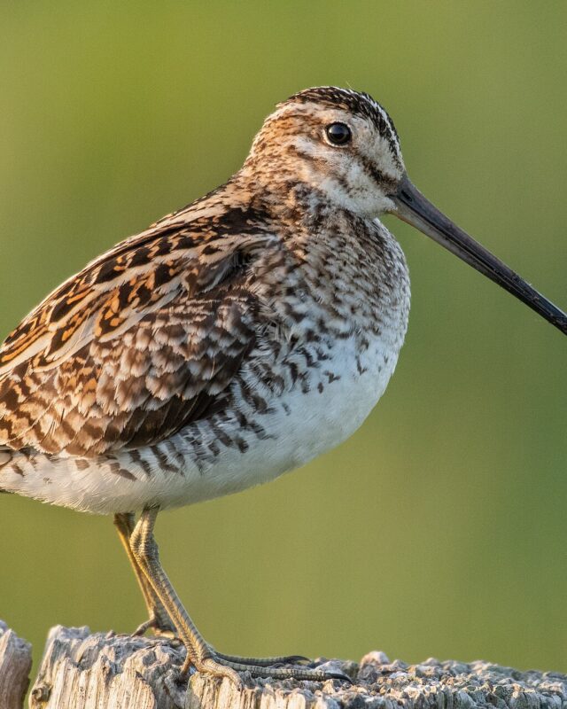 Common Snipe