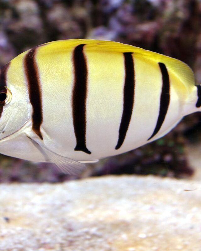 Convict Surgeonfish