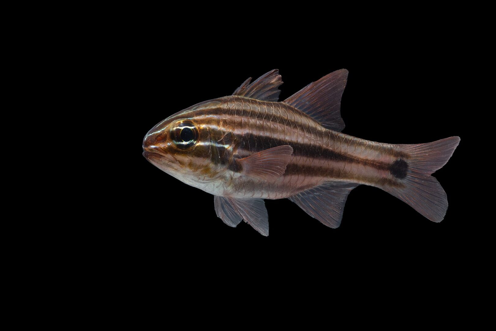 Cook’s Cardinalfish