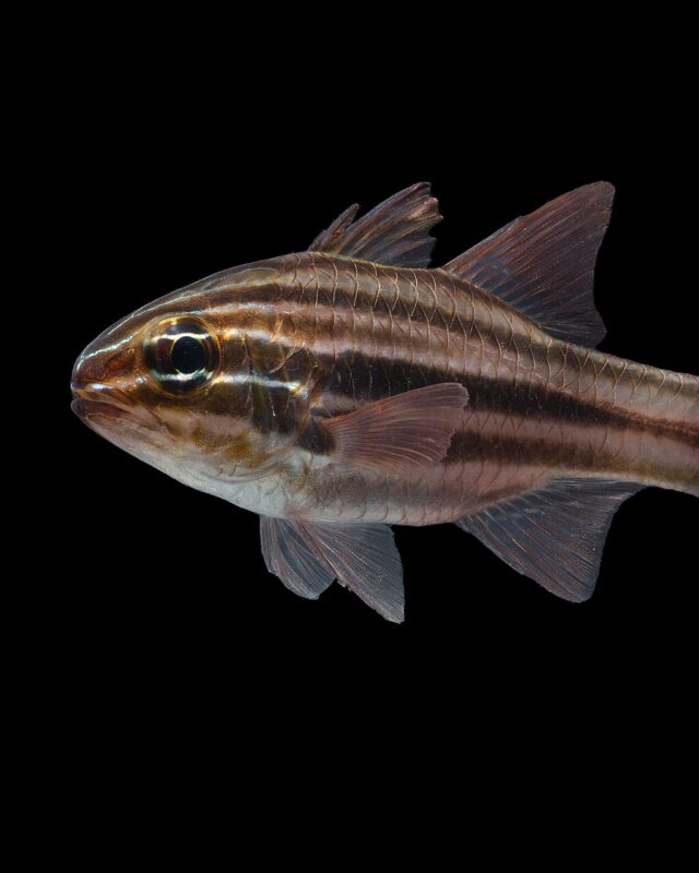 Cook’s Cardinalfish