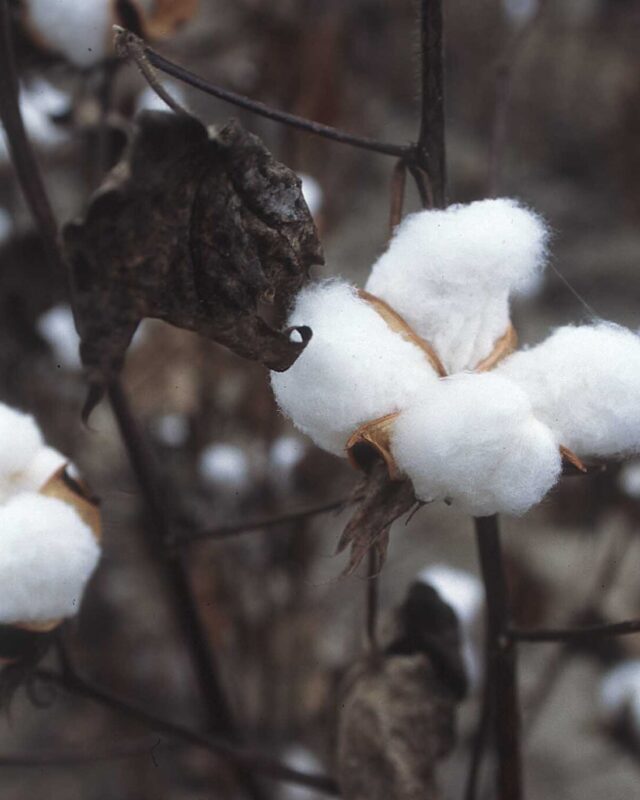 Upland Cotton