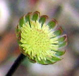 Common Cotula