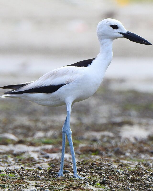 Crab-Plover