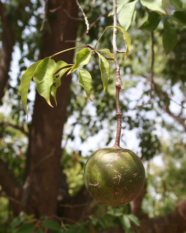Sacred Garlic Pear