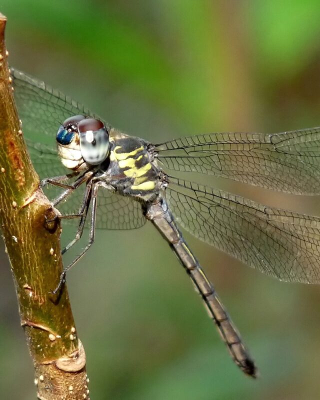 Emerald-Banded Skimmer