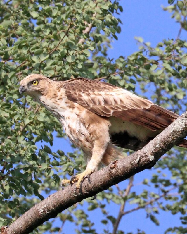 Changeable Hawk-Eagle