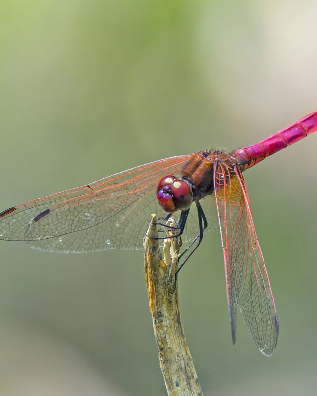 Crimson Marsh Glider