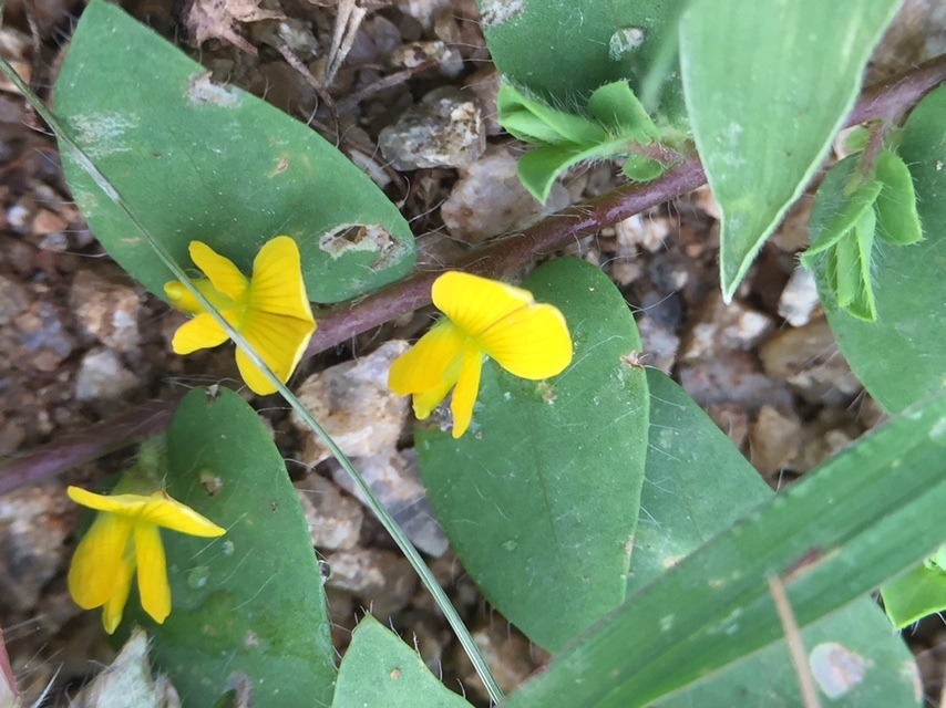 Crotalaria hebecarpa