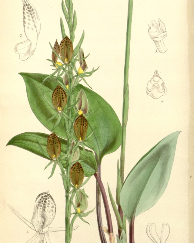 Cryptostylis arachnites