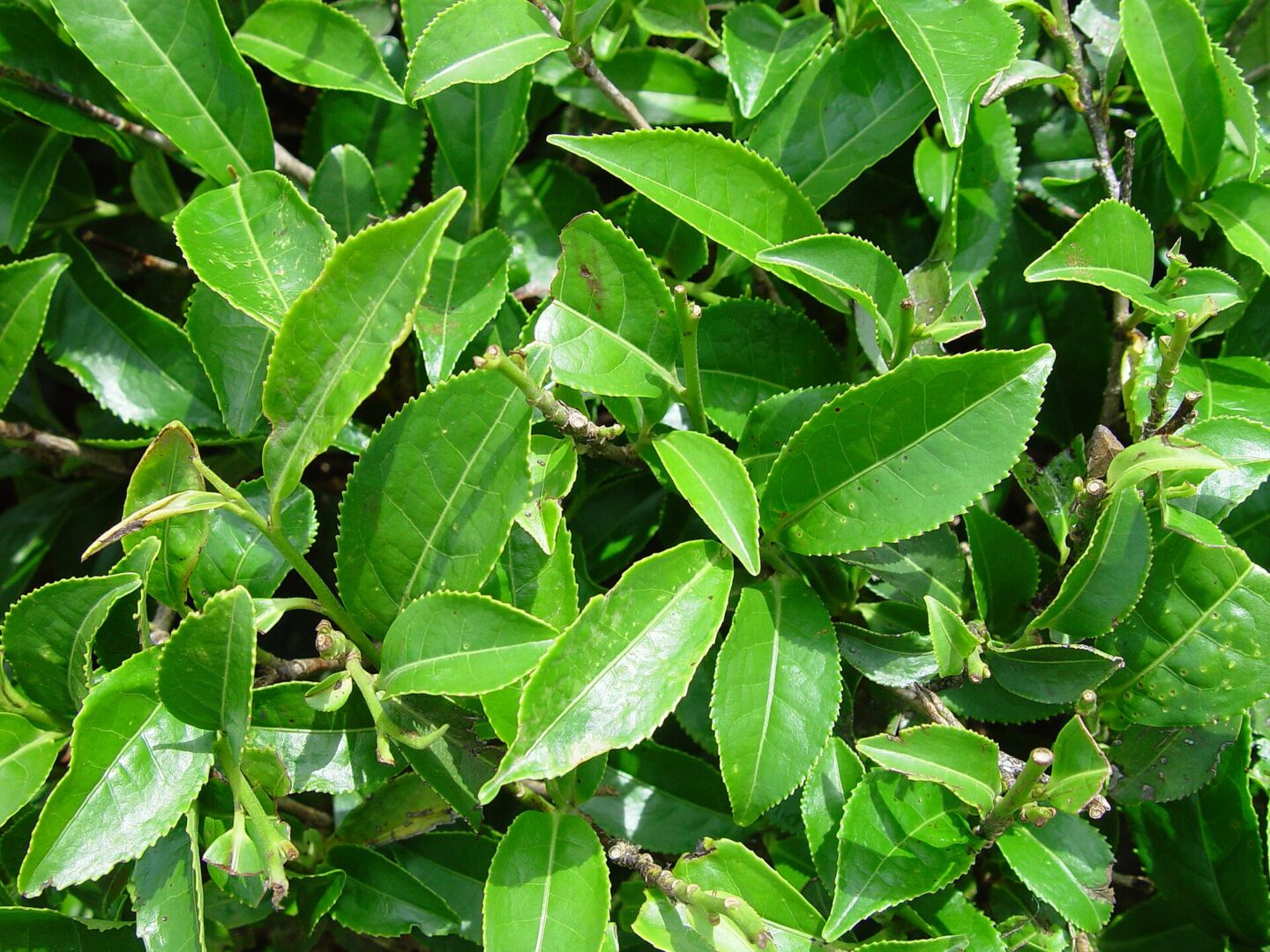 තේ ගස
