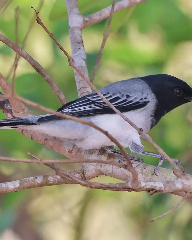 Black-Headed Cuckooshrike