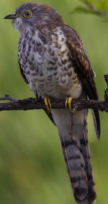 Common Hawk-Cuckoo