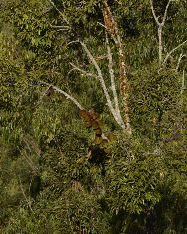 Cullenia ceylanica