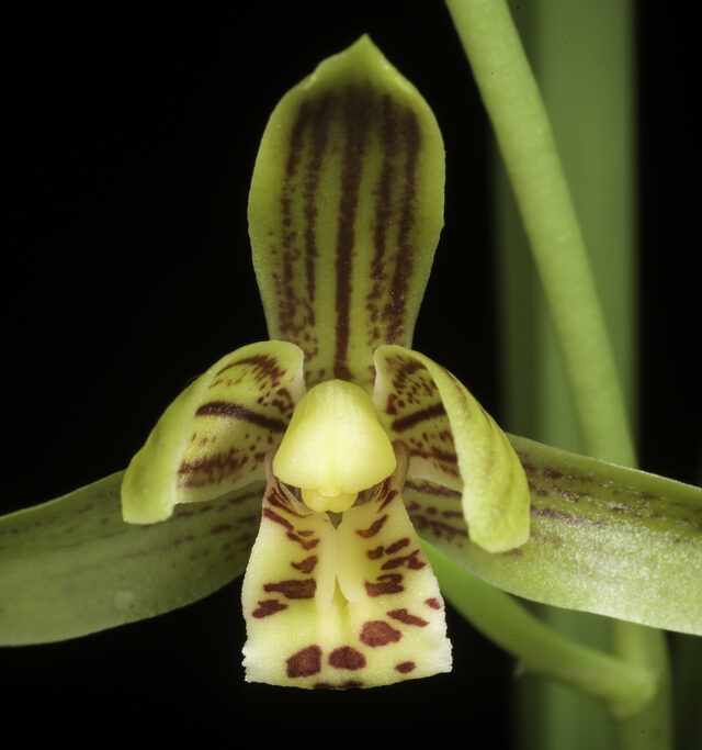 Cymbidium haematodes
