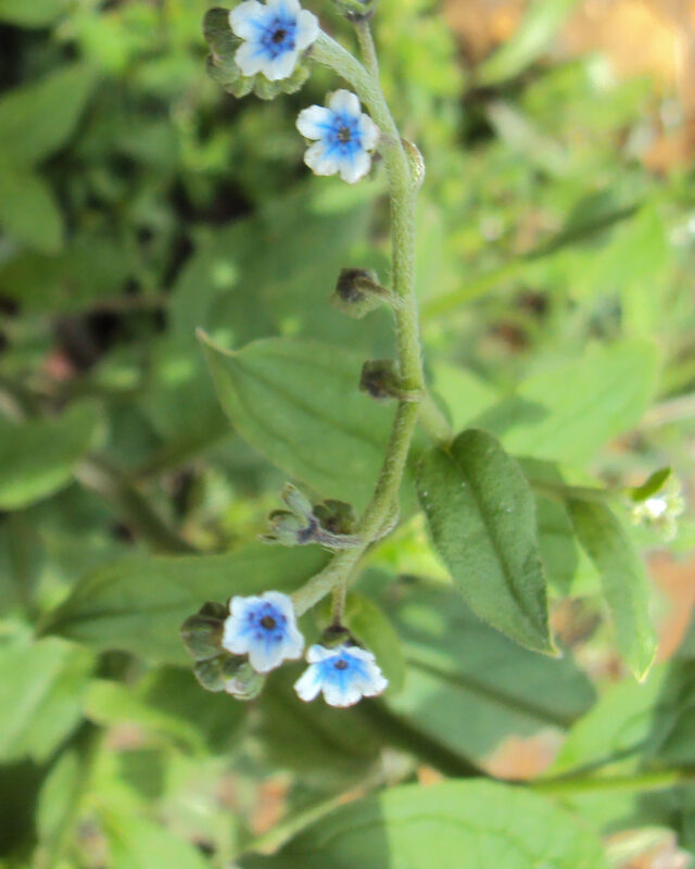 Ceylon Forget Me Not