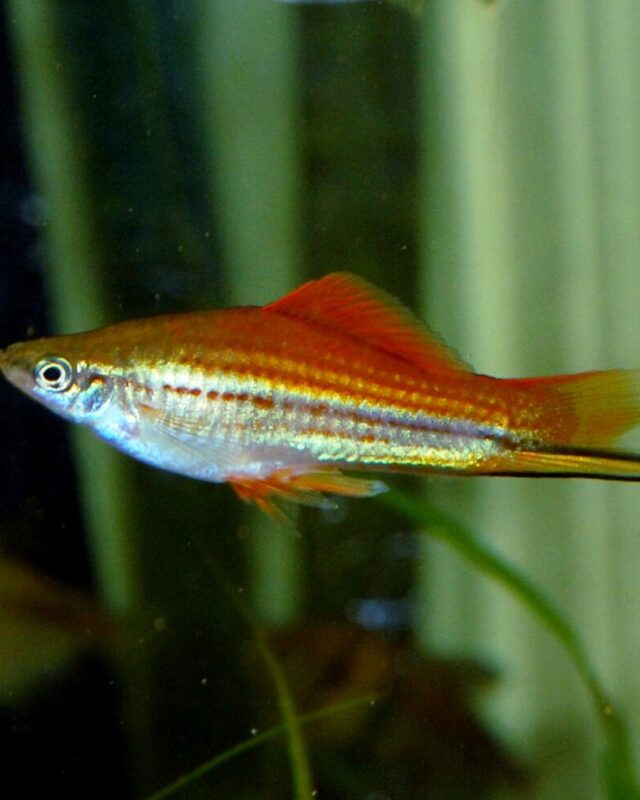 Green Swordtail