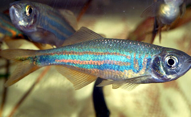 Malabar Danio