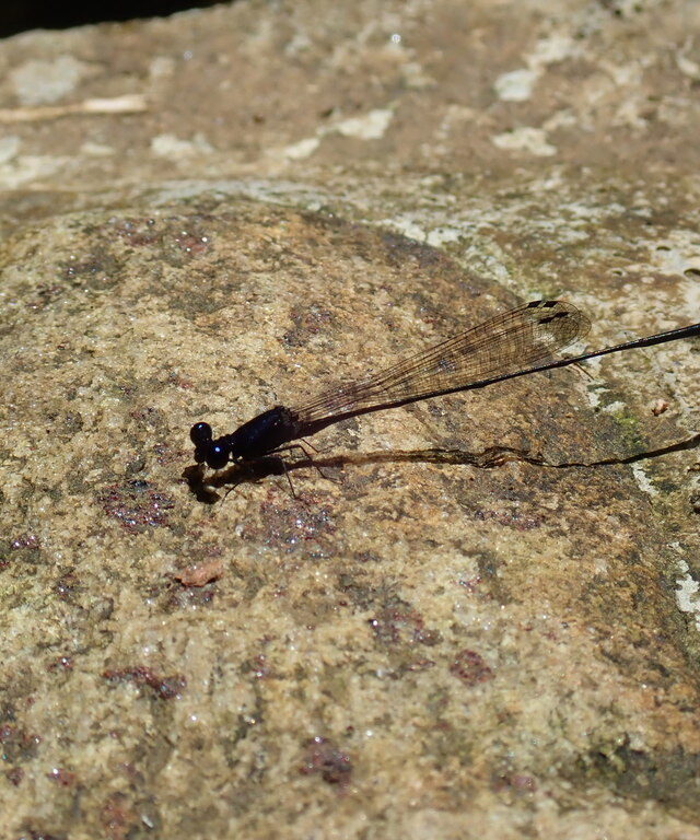 Dark-Glittering Threadtail