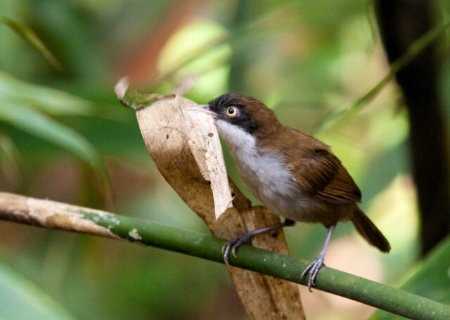 Dark-Fronted Babbler
