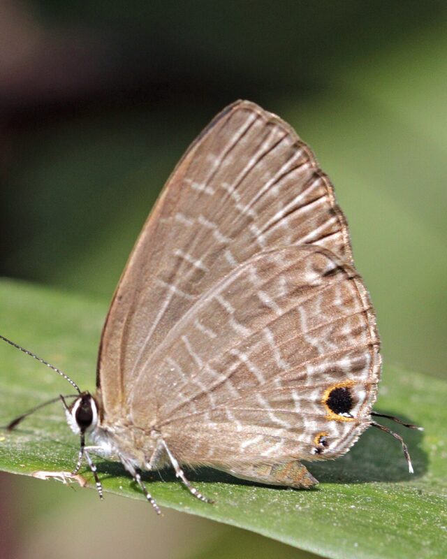 Dark Cerulean