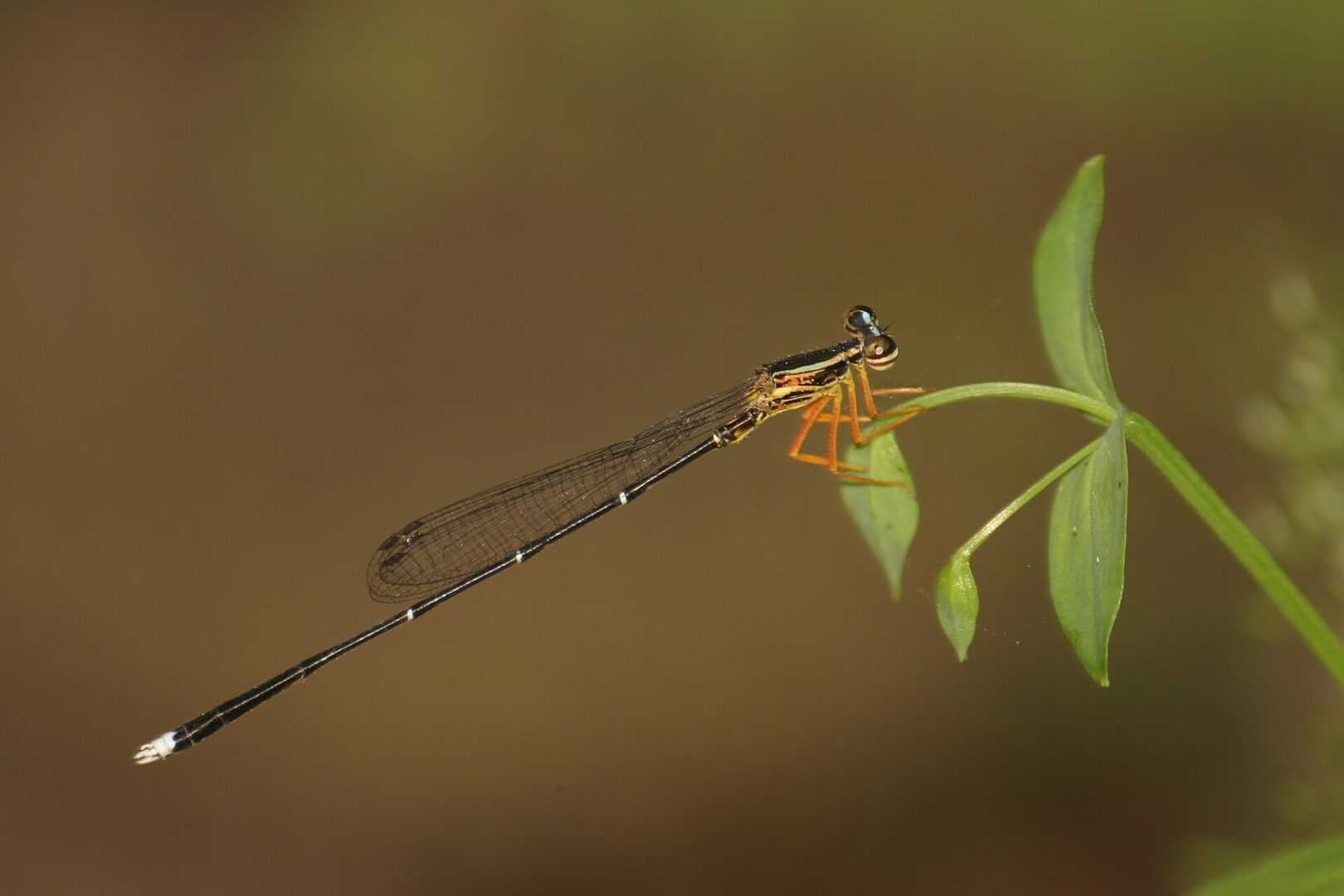 Blue Bush Dart