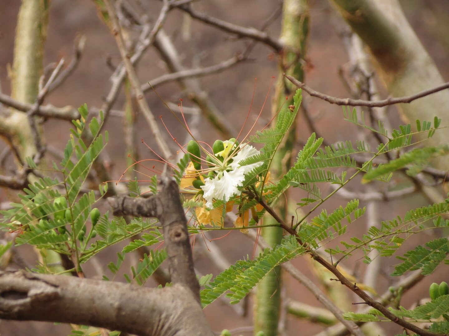 White Gulmohar