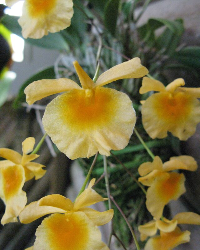 Dendrobium lindleyi