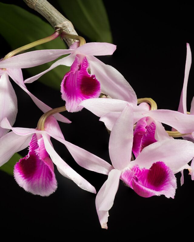 Dendrobium anosmum
