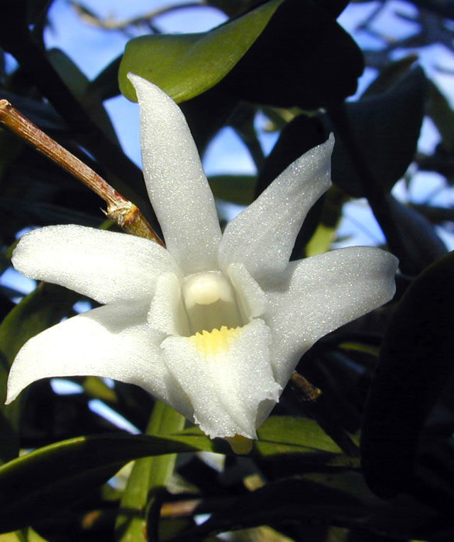 Dove Flower