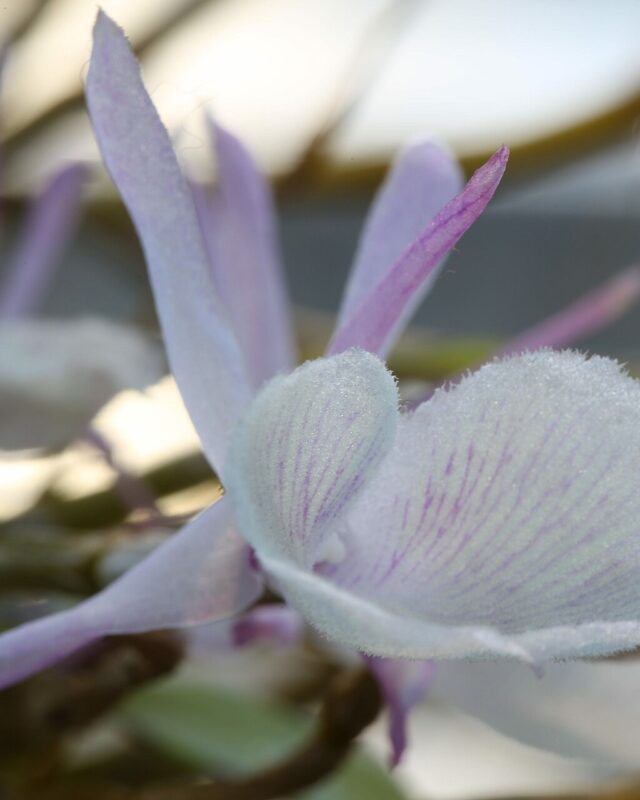 Dendrobium macrostachyum