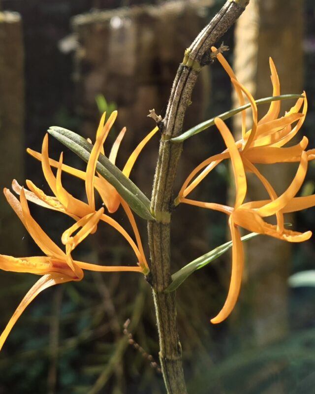 Dendrobium jerdonianum