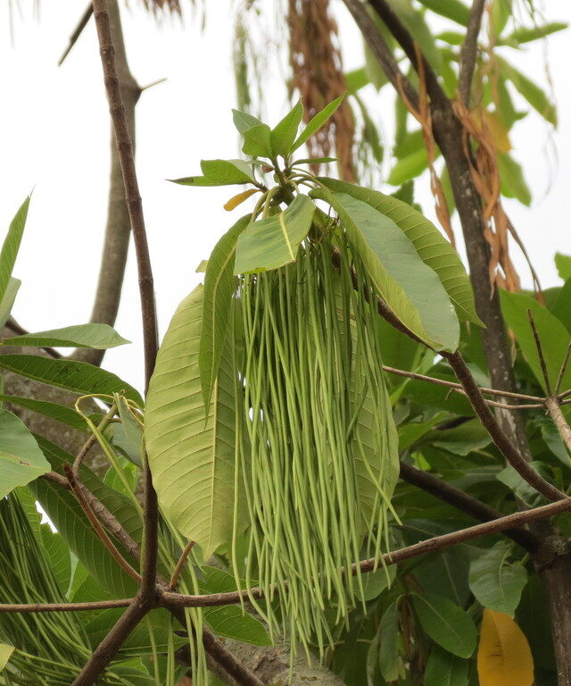 Deviltree