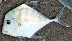 Diamond Trevally