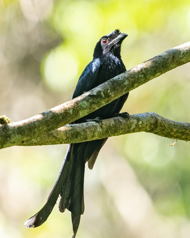 ශ්රී ලංකා සිළු මහ කවුඩා