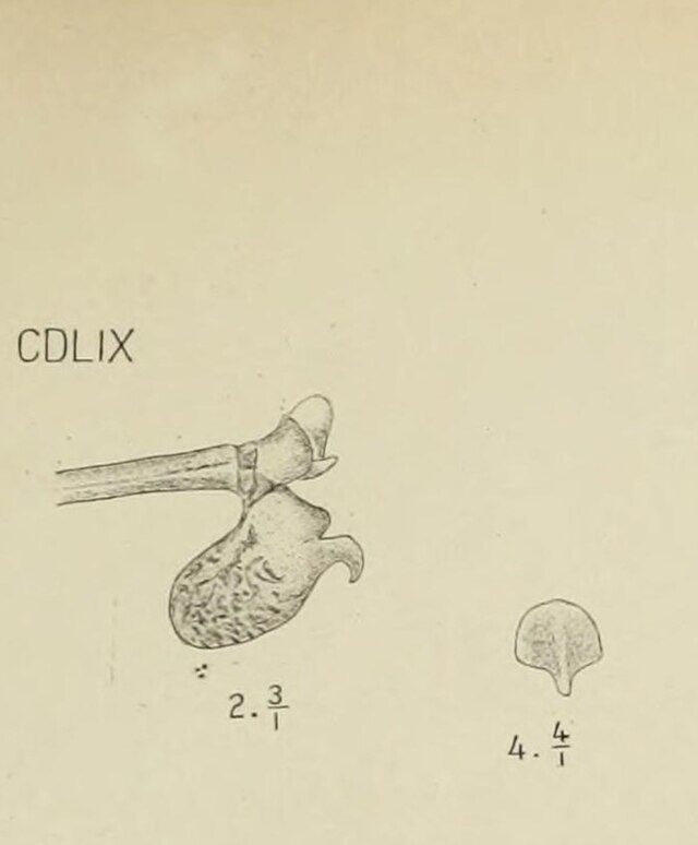 Pomatocalpa maculosum