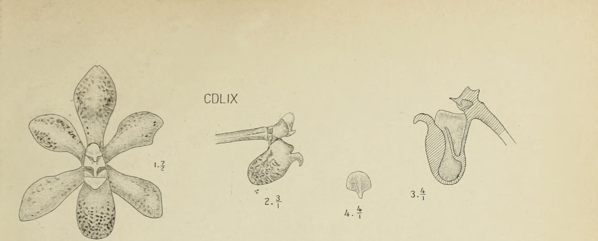 Pomatocalpa maculosum