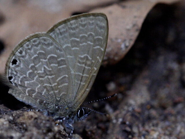 අඳුරු ඉරි-නීලයා