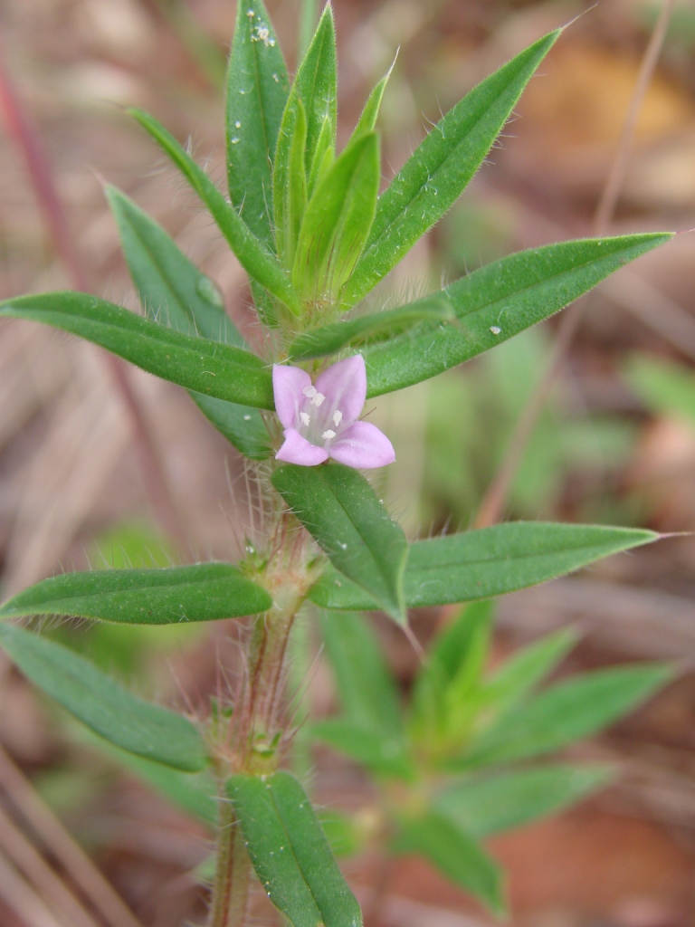 Rough Buttonweed