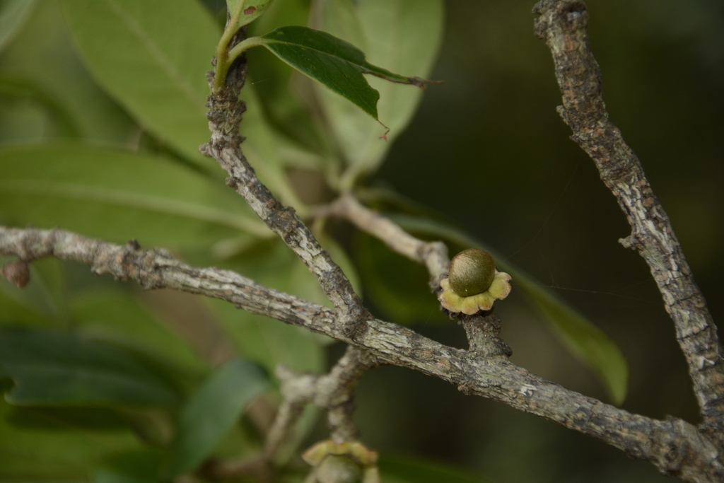 Diospyros ovalifolia