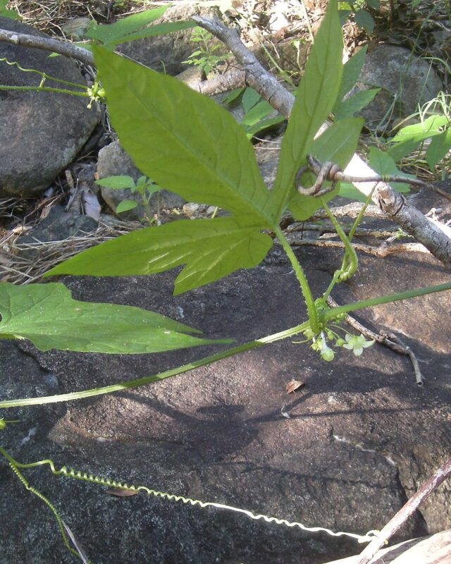 ஐவிரல் கோவை