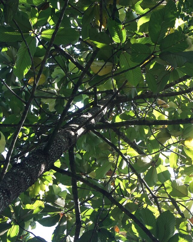 Dipterocarpus hispidus