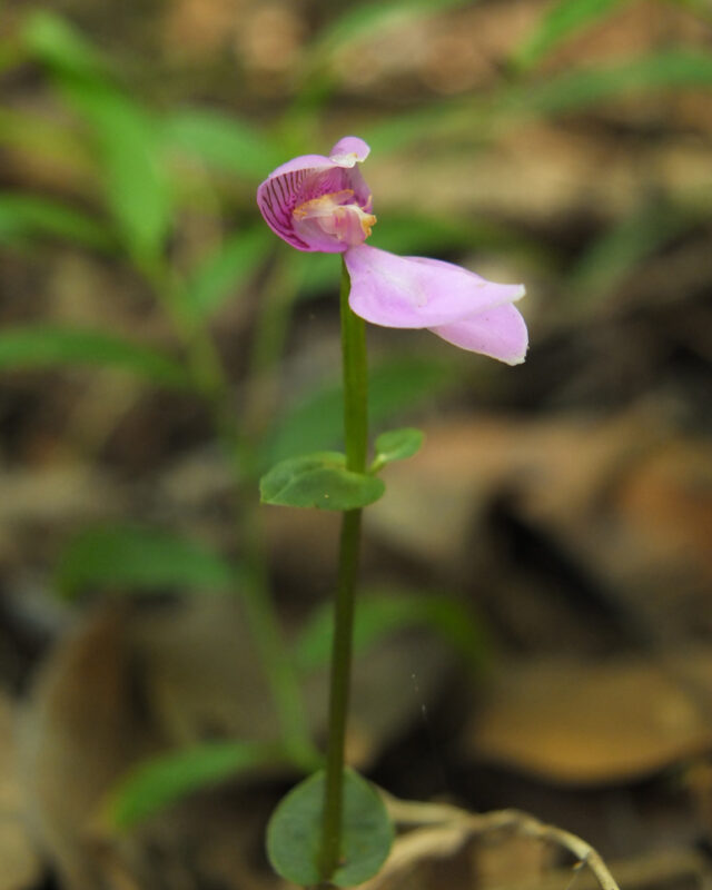 Disperis neilgherrensis