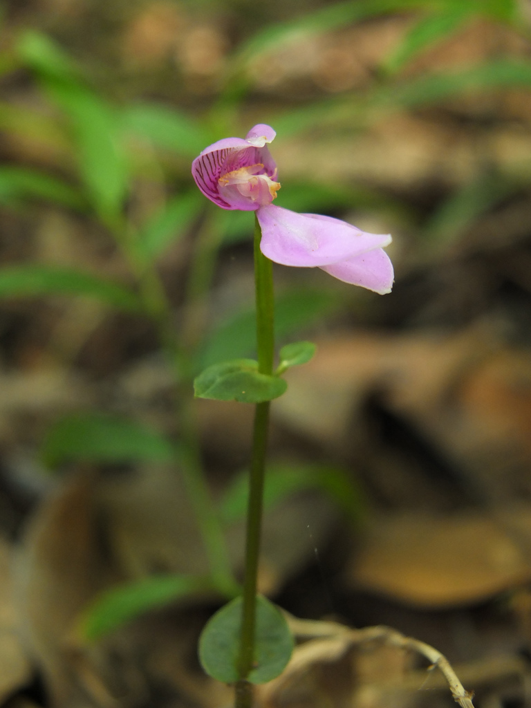 Disperis neilgherrensis