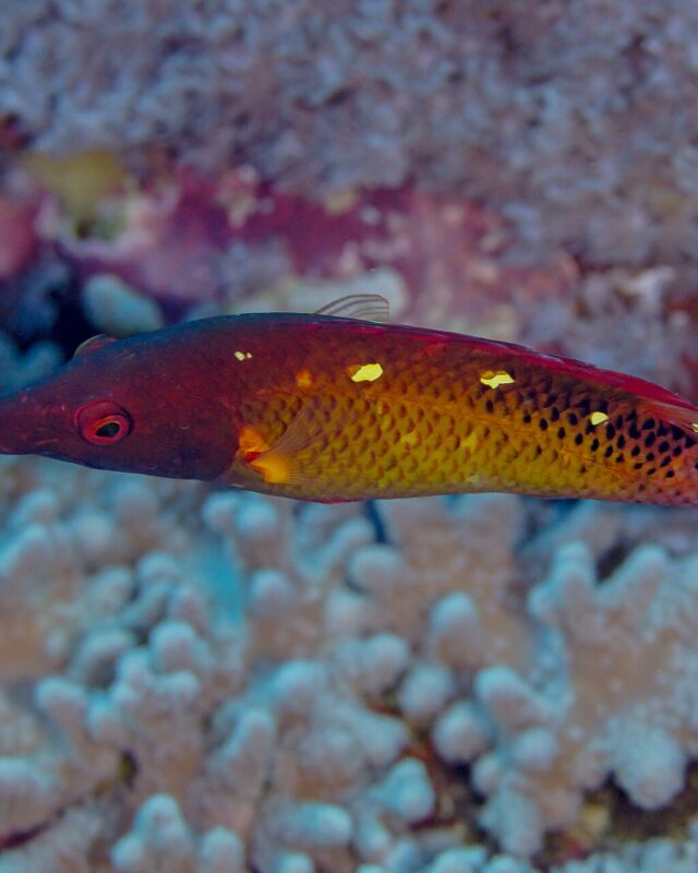 Diana’s Hogfish